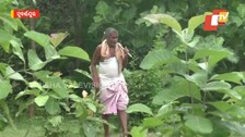 Tree Man