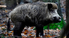 WIld boar