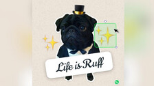 WhatsApp Launches New Tool To Make Custom Stickers