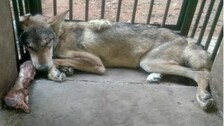 Female Indian wolf dies at Nandankanan Zoological Park