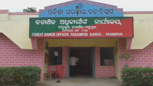 Elephant Tusk Seized In Odisha’s Bargarh, 1 Smuggler Held