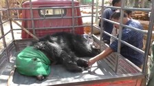 Bear Critical After Being Hit By Unknown Vehicle In Keonjhar