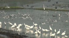 Annual Bird Census Begins In Odisha