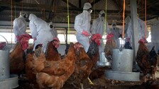Bird Flu Scare: 900 Hens Die At Poultry Farm In Maharashtra's Parbhani