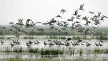 State-wide midwinter bird census begins across Odisha