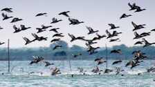 Migratory birds in Chilika lake