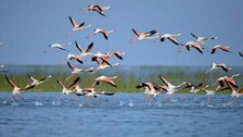 chilika