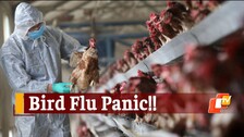 2021's First Bird Flu Death In India! 12-Year-Old Succumbs To H5N1 Avian Influenza In AIIMS Delhi