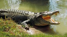 Human-Crocodile Conflict: 26 Lives Lost In 12 Years In Odisha’s Kendrapara 