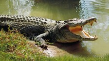 Human-Crocodile Conflict: 26 Lives Lost In 12 Years In Odisha’s Kendrapara