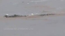 crocodile