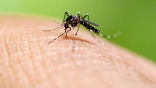 Dengue