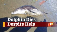 dolphin