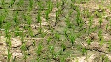 drought