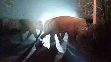 elephant2