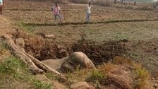 Rescue Of This Elephant Calf From Well Is Full Of Awe (WATCH VIDEO)