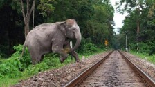 Elephant Crossing Railway Track