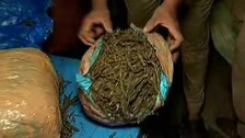 ganja-2