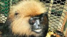 After Orangutan, Nandankanan Zoo Loses A Nilgiri Langur