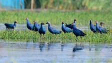 Odisha Mulls Preservation Of Migratory Avian Specimens