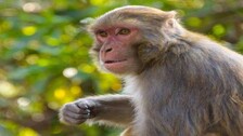 Monkey Menace In Karnataka; Single Women Targeted