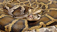python