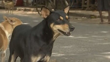 Stray dogs maul 6-year-old girl to death in Odisha