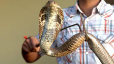 Over 1800 snakebite deaths recorded in Odisha in 2 years; highest in Balasore, Cuttack