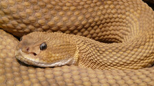 Snakebite menace grips Odisha: Stats show alarming death toll, lack of medical access adds to woes