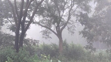 IMD issues yellow warning for heavy rainfall, dense fog