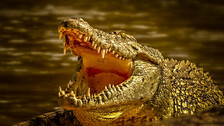 Crocodile