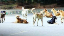 Guardians on paws: Desi stray dogs aid Indian Army at border, foil terrorists’ infiltration attempts