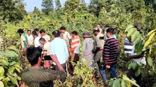 27 elephants electrocuted in Odisha in 5 years; 11 deaths so far in 2024-25