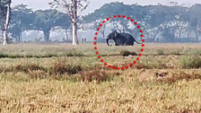 Odisha govt to provide Rs 10 lakh compensation for loss of human lives in wild animal attacks