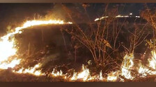 Forest fires ravage over 3,000 hectares in 3 months; 54,000 hectares destroyed in 4 years in Odisha