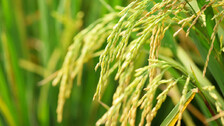 Paddy MSP hike likely as eastern states move proposal in Bhubaneswar meeting