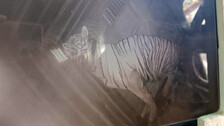 Tigress 'Zeenat' ventures into Jharkhand after release in Odisha's Similipal