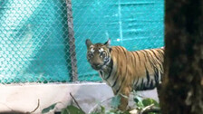 Return of tigress Zeenat falters amid efforts; Odisha forest officials in soup