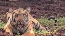 Tigress Zeenat strays into West Bengal's Purulia