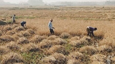 Ganjam farmers hit by unseasonal rain now face irrigation crisis as TPSODL disconnects power supply