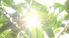Intense Heatwave