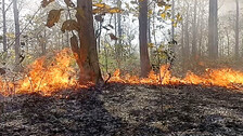 Raging forest fire devours precious flora in Odisha’s Mayurbhanj