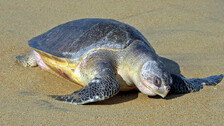 Olive Ridley turtle in Odisha