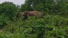 Elephants create ruckus