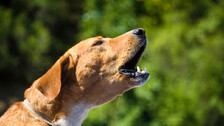 Stray dog bites 12 people, including women and children, in Odisha’s Ganjam