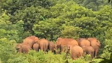 Elderly man trampled to death by elephant in Odisha