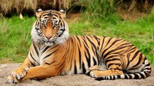 tiger-conservation