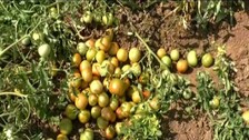 tomato