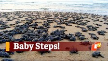 Hundreds Of Baby Olive Ridley Turtles Trundle Towards Sea After Emerging From Eggs | OTV News