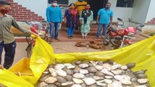 Odisha:  Forest Officials In Malkangiri Seize 150 Turtles, Smugglers Flee